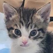 Peanut
