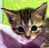 Tabitha